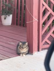 Lost Male Cat last seen Northcross road, Cave Spring, VA 24018