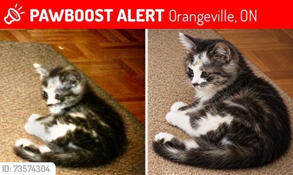 Lost Female Cat last seen Orangeville ON, Orangeville, ON 
