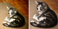 Lost Female Cat last seen Orangeville ON, Orangeville, ON 