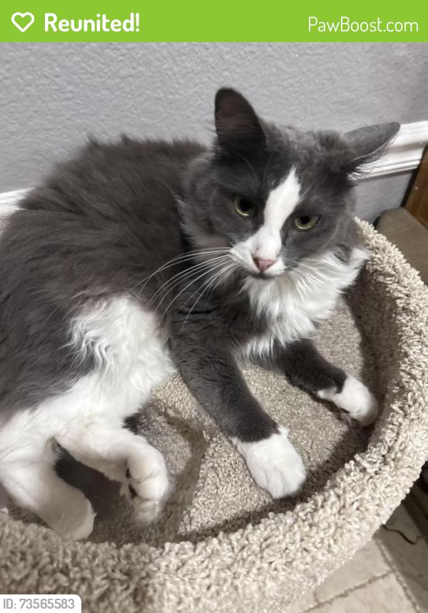 Reunited Female Cat last seen Coppell greens, Coppell, TX 75019