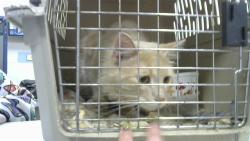Shelter Stray Male Cat last seen FOUND BY FORRESTHILL LIQURE ON GALE, 2600 NE Perry Ave, Peoria, IL 61603, USA