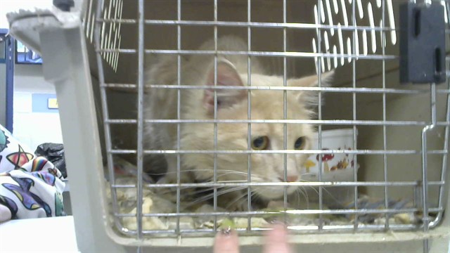 Shelter Stray Male Cat last seen FOUND BY FORRESTHILL LIQURE ON GALE, 2600 NE Perry Ave, Peoria, IL 61603, USA