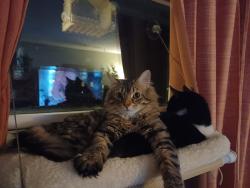 Lost Male Cat last seen Smokey Row and Smokey View, Powell, OH 43065