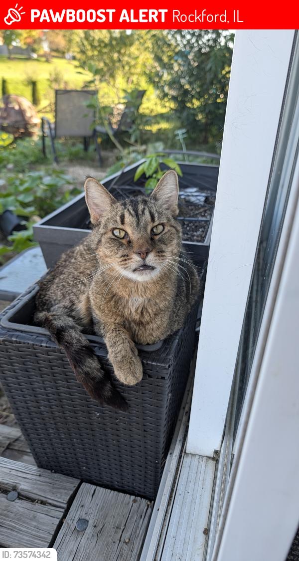 Lost Male Cat last seen Cross plains, Rockford, IL 61107