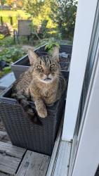 Lost Male Cat last seen Cross plains, Rockford, IL 61107