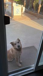 Lost Male Dog last seen Charra st moreno valley, Moreno Valley, CA 92553