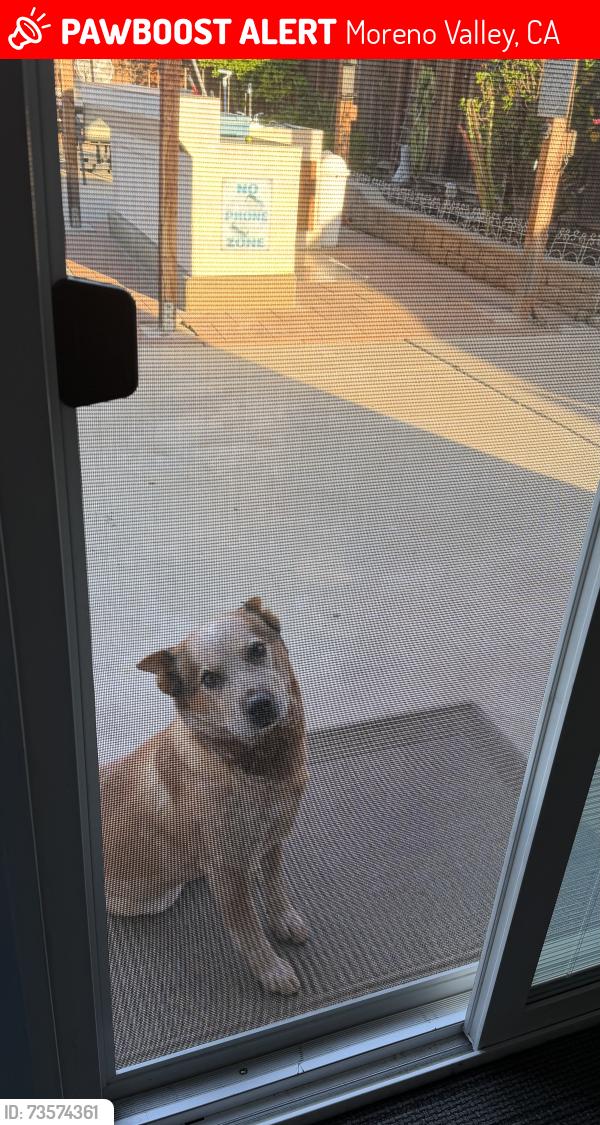 Lost Male Dog last seen Charra st moreno valley, Moreno Valley, CA 92553