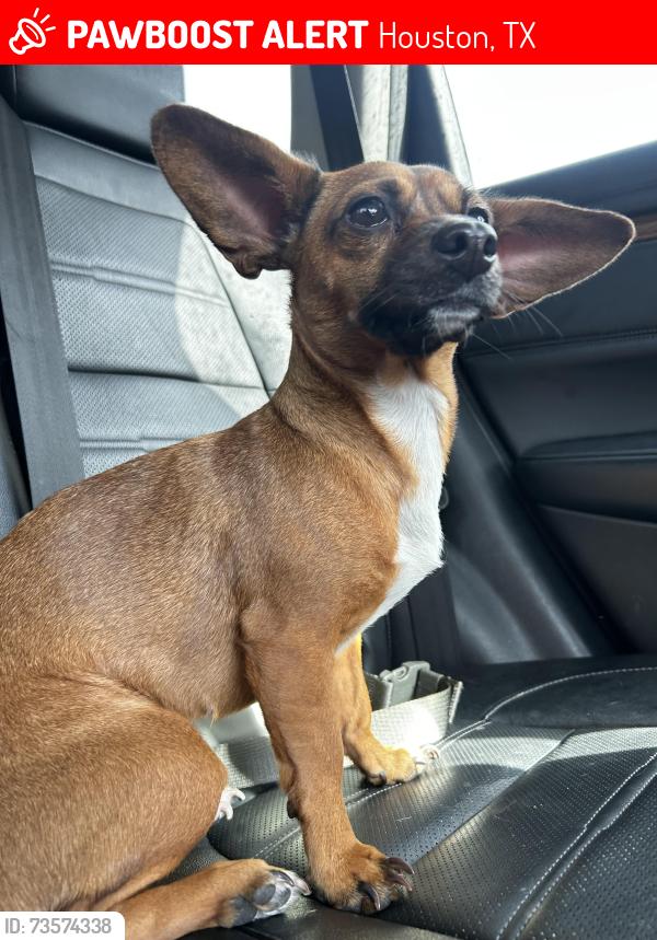 Lost Female Dog last seen Greenyard drive. Possibly near beltway, Houston, TX 77086