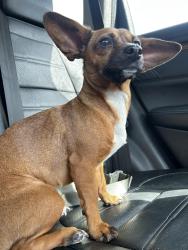 Lost Female Dog last seen Greenyard drive. Possibly near beltway, Houston, TX 77086