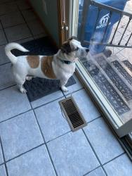 Reunited Male Dog last seen Whitehall area, Whitehall, OH 43213