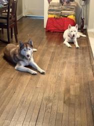Lost Male Dog last seen Ramsey ave dallas tx, Dallas, TX 75216