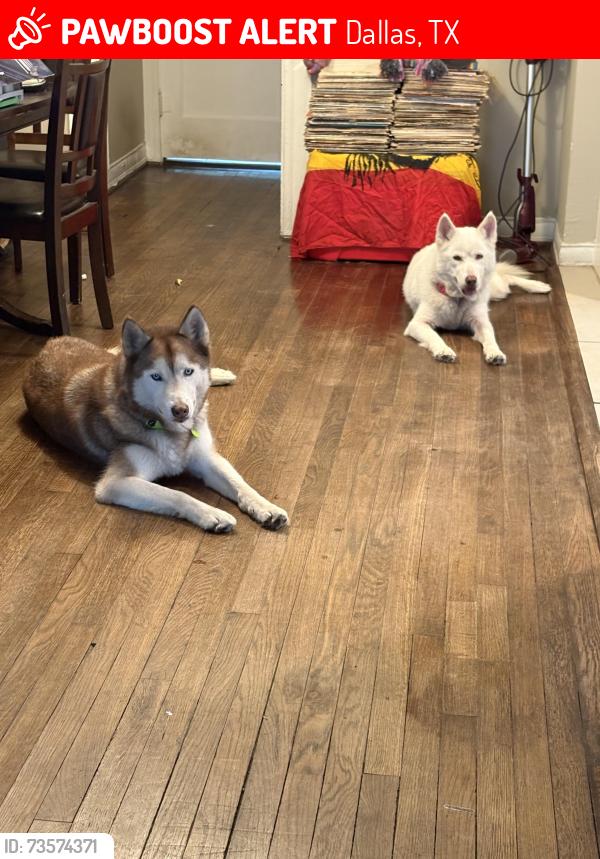 Lost Male Dog last seen Ramsey ave dallas tx, Dallas, TX 75216
