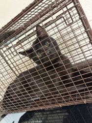 Shelter Stray Unknown Cat last seen Near Martin Luther King Jr Ave, City of Knoxville ASO, TN, 3201 Division St, Knoxville, TN 37919, USA