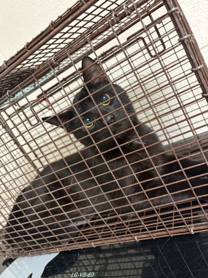 Shelter Stray Unknown Cat last seen Near Martin Luther King Jr Ave, City of Knoxville ASO, TN, 3201 Division St, Knoxville, TN 37919, USA