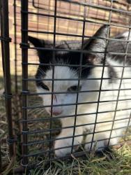Shelter Stray Unknown Cat last seen Near Avondale Ave, City of Knoxville ASO, TN, 3201 Division St, Knoxville, TN 37919, USA