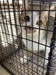 Shelter Stray Unknown Cat last seen Near W Beaver Creek Dr, Knox County ASO, TN, 3201 Division St, Knoxville, TN 37919, USA
