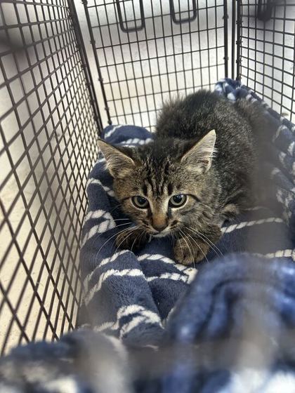 Shelter Stray Male Cat last seen Near Lucy Way / UT Vet Hospital, City of Knoxville ASO, TN, 3201 Division St, Knoxville, TN 37919, USA
