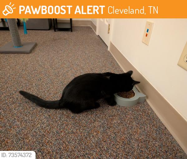 Found/Stray Unknown Cat last seen lee university, Cleveland, TN 37311