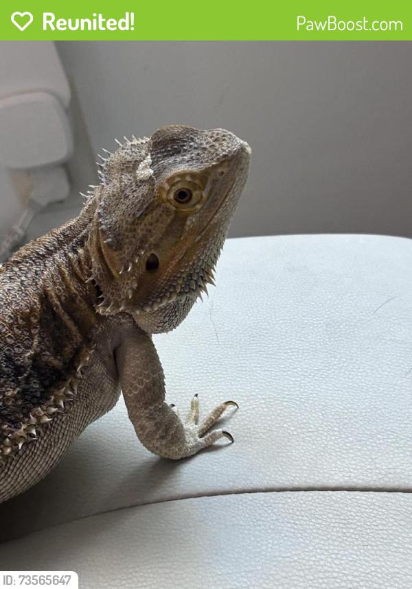Reunited Female Reptile last seen Haddington and manning, Los Angeles, CA 90064