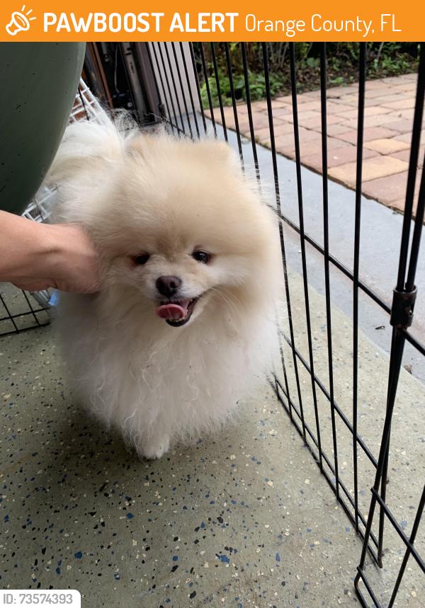 Found/Stray Female Dog last seen Silverlake and Crecendo, Orange County, FL 34786