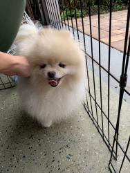 Found/Stray Female Dog last seen Silverlake and Crecendo, Orange County, FL 34786