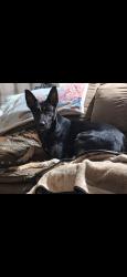 Reunited Female Dog last seen Signet and yorkshire, Euless, TX 76040