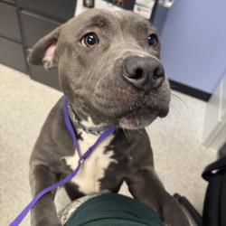Shelter Stray Male Dog last seen Near Logan Avenue, DES MOINES, IA, 50317, Des Moines, IA 50313