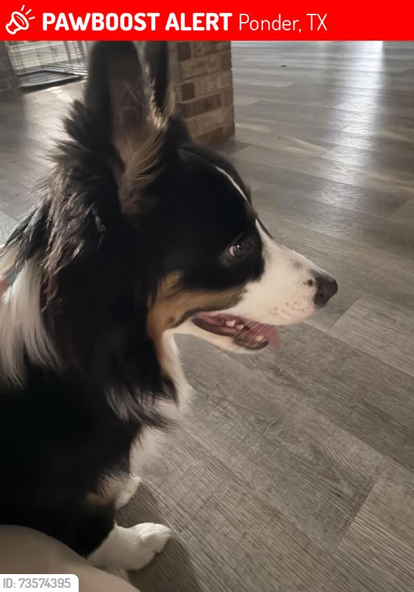 Lost Male Dog last seen Petes Lane, Ponder, TX 76259