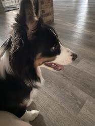 Lost Male Dog last seen Petes Lane, Ponder, TX 76259