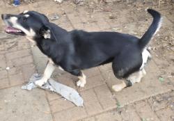 Reunited Female Dog last seen Signet and yorkshire, Euless, TX 76040