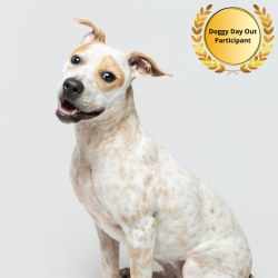 Shelter Stray Female Dog last seen , 3607 N Armenia Ave, Tampa, FL 33607, USA