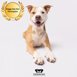 Shelter Stray Male Dog last seen , 3607 N Armenia Ave, Tampa, FL 33607, USA