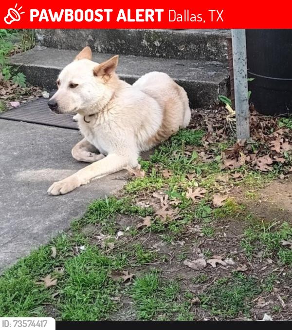 Lost Female Dog last seen Scene rd.ir Lagow, Dallas, TX 75210