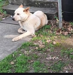 Lost Female Dog last seen Scene rd.ir Lagow, Dallas, TX 75210