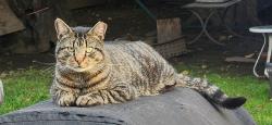 Lost Male Cat last seen Teaneck rd, Ridgefield Park, NJ 07660