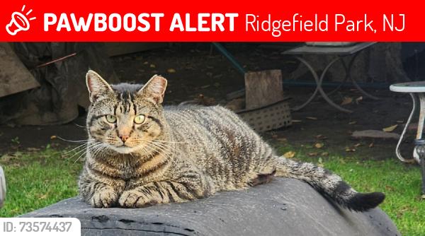 Lost Male Cat last seen Teaneck rd, Ridgefield Park, NJ 07660