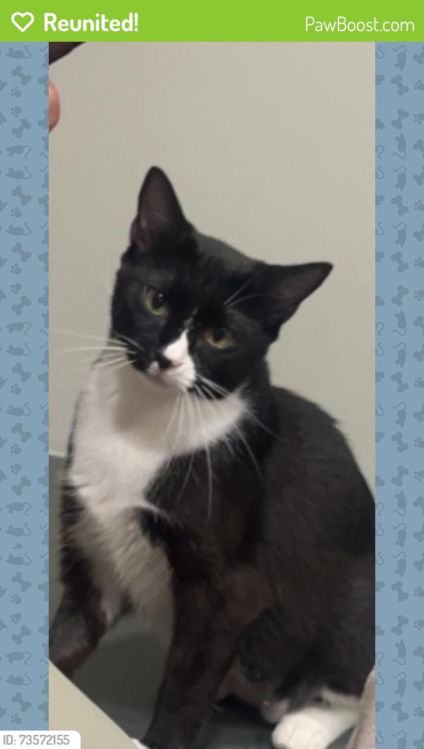 Reunited Female Cat last seen Humane society of tn valley, Knoxville, TN 37919