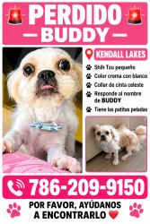 Lost Male Dog last seen Miami lakes, Kendale Lakes, FL 33183