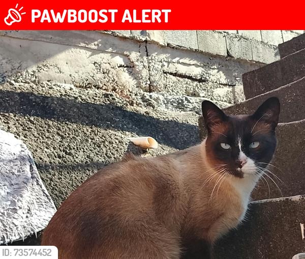 Lost Male Cat last seen Campo da pretoria Franco da Rocha, Parque Pretoria, SP 07864-120