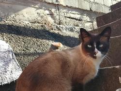 Lost Male Cat last seen Campo da pretoria Franco da Rocha, Parque Pretoria, SP 07864-120