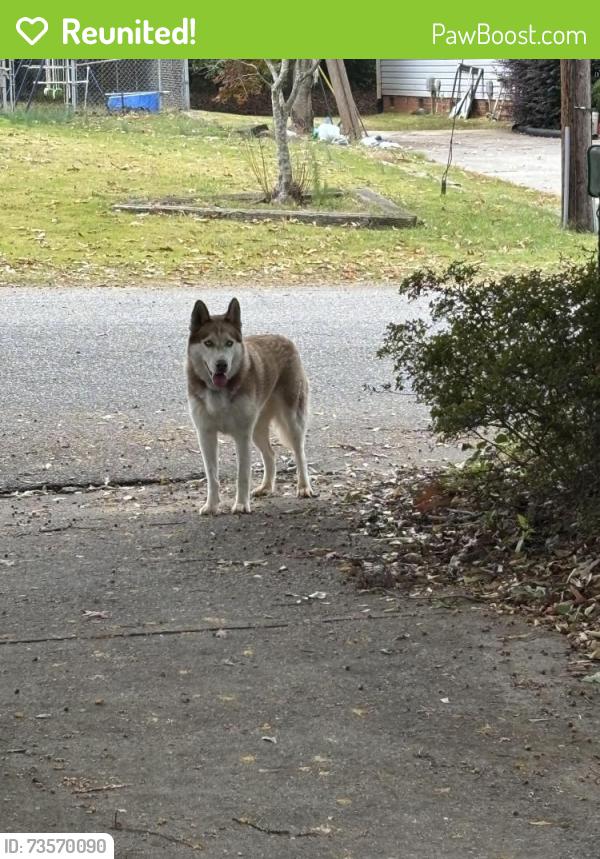 Reunited Unknown Dog last seen Willis rd and Patrick st, Spartanburg, SC 29301