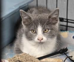 Shelter Stray Unknown Cat last seen , 22415 Groesbeck Hwy, Warren, MI 48089, USA