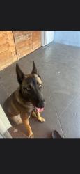 Lost Male Dog last seen Miramar, Miramar, FL 33025