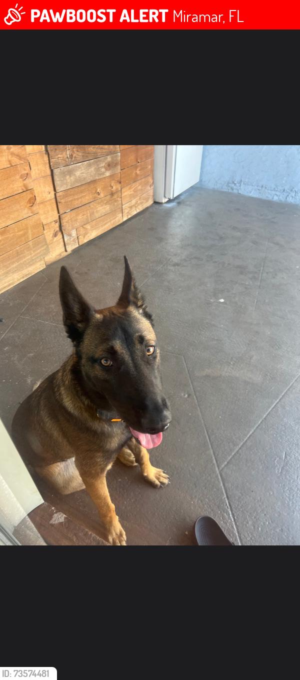 Lost Male Dog last seen Miramar, Miramar, FL 33025