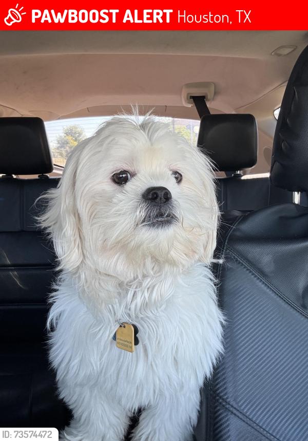 Lost Male Dog last seen Beechnut and Wilcrest, Houston, TX 77072