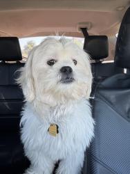 Lost Male Dog last seen Beechnut and Wilcrest, Houston, TX 77072