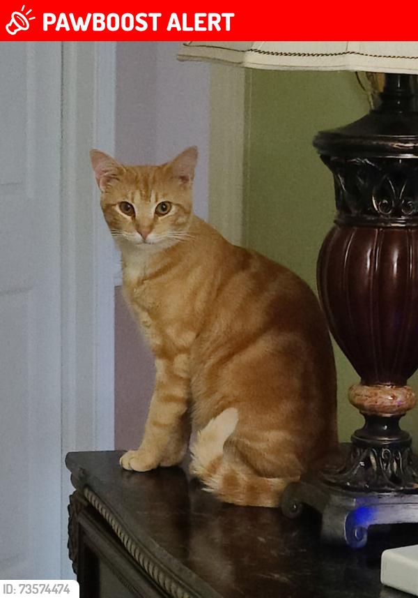 Lost Male Cat last seen Warren Rd & N Canton Center Rd, Canton Township, MI 48187