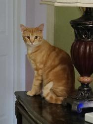Lost Male Cat last seen Warren Rd & N Canton Center Rd, Canton Township, MI 48187