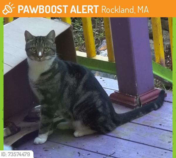 Found/Stray Unknown Cat last seen Reed Park (forest) Water St, North Ave, Carey St, walking track, Rockland, MA 02370