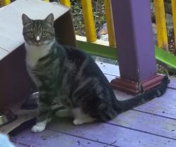 Found/Stray Unknown Cat last seen Reed Park (forest) Water St, North Ave, Carey St, walking track, Rockland, MA 02370